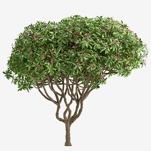 Set of Plumeria rubra or Red frangipani Tree - 3 Trees 3D model