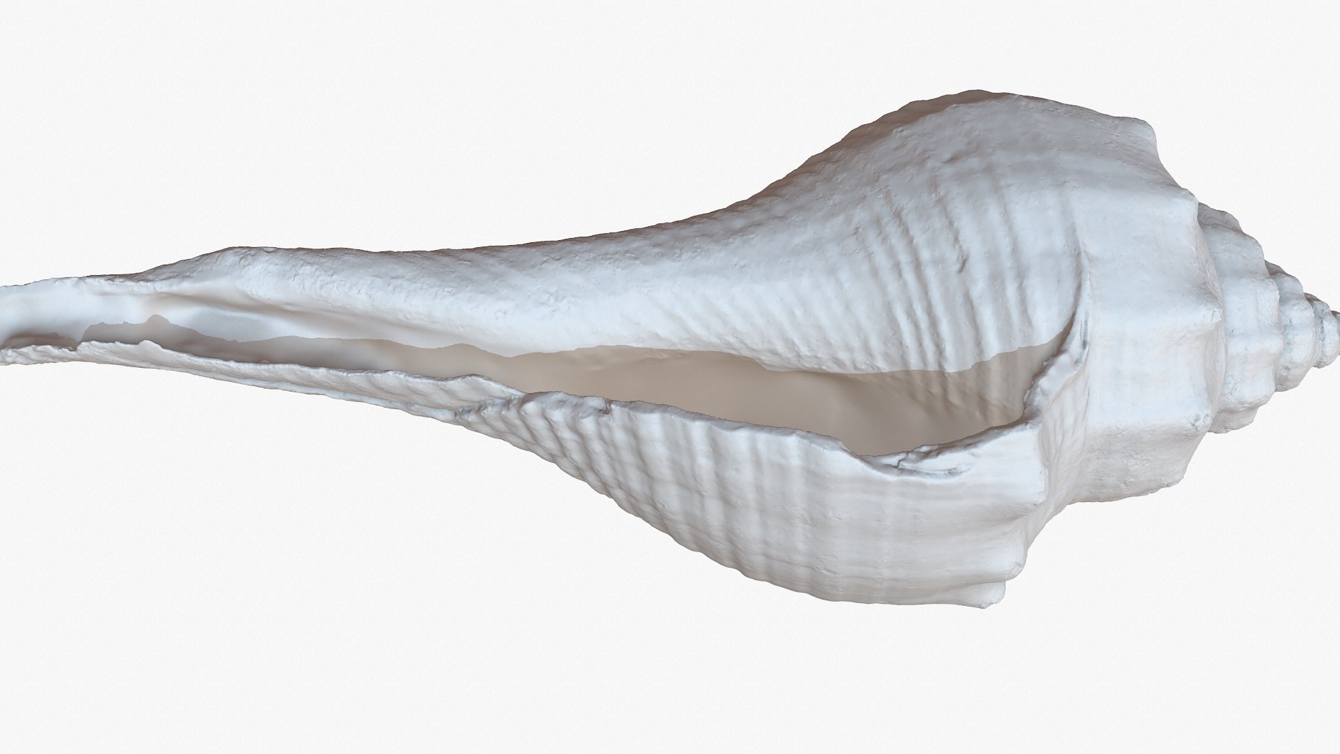 3D sea shell 1m raw model - TurboSquid 1188366