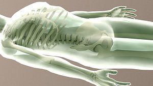 Human body dissection  x-ray  human body  bone