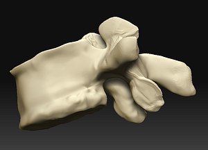 lumbar vertebra 3d model