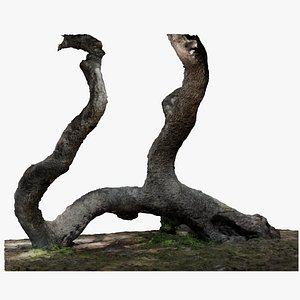 Tree Trunk model