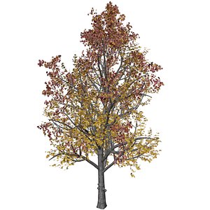3D model Mountain Maple Tree in Fall - 07 -