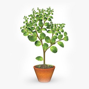 3D model Jujube Ziziphus plant