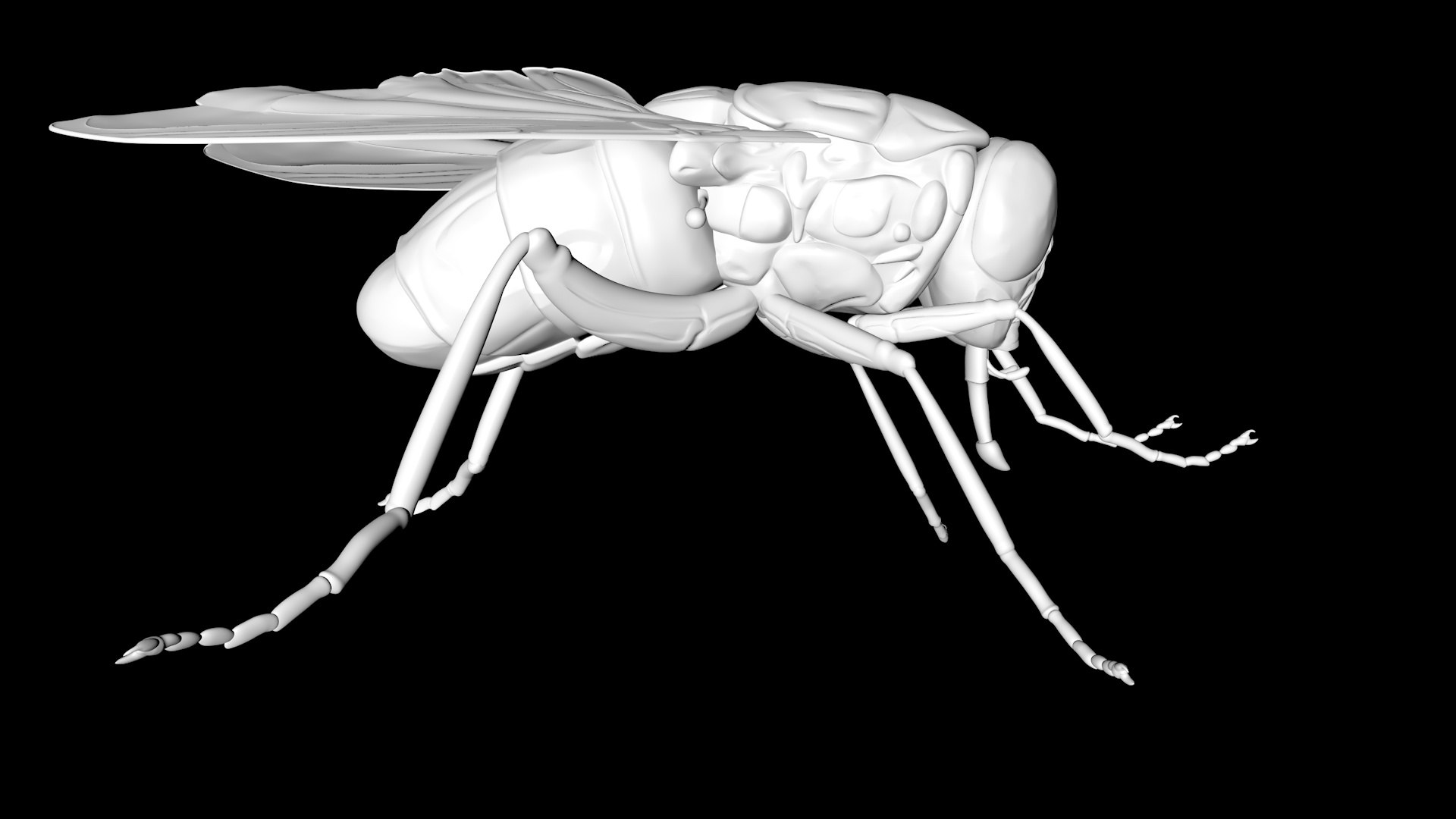 Fly Bug Insect 3D Model - TurboSquid 1689100
