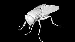 fly