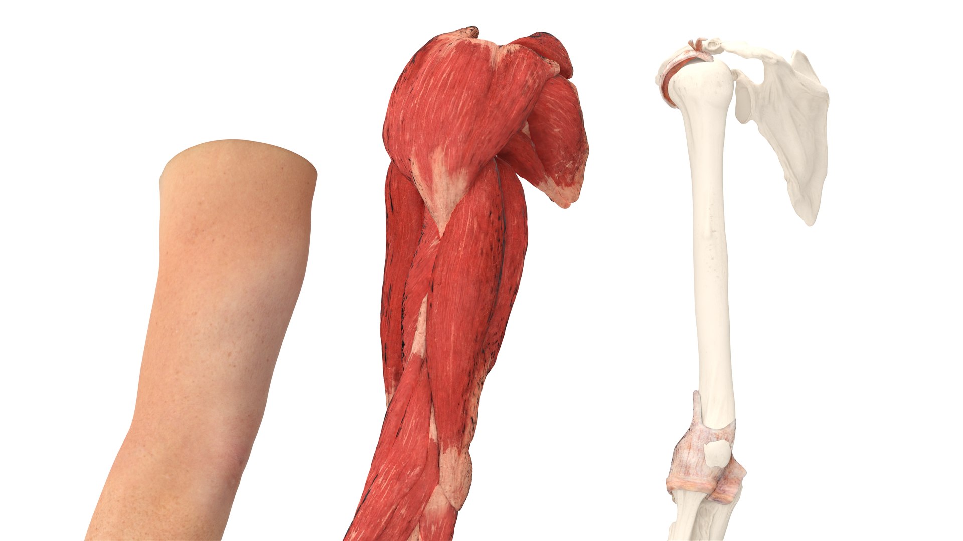 Arm Realistic Male Anatomy 3D https://p.turbosquid.com/ts-thumb/o2/WkX0KY/CW/armrealisticmaleanatomymb3dmodel016/jpg/1703336540/1920x1080/fit_q87/3e2d5c0d3b5e27bba1047a3bc6303614f9d81a34/armrealisticmaleanatomymb3dmodel016.jpg