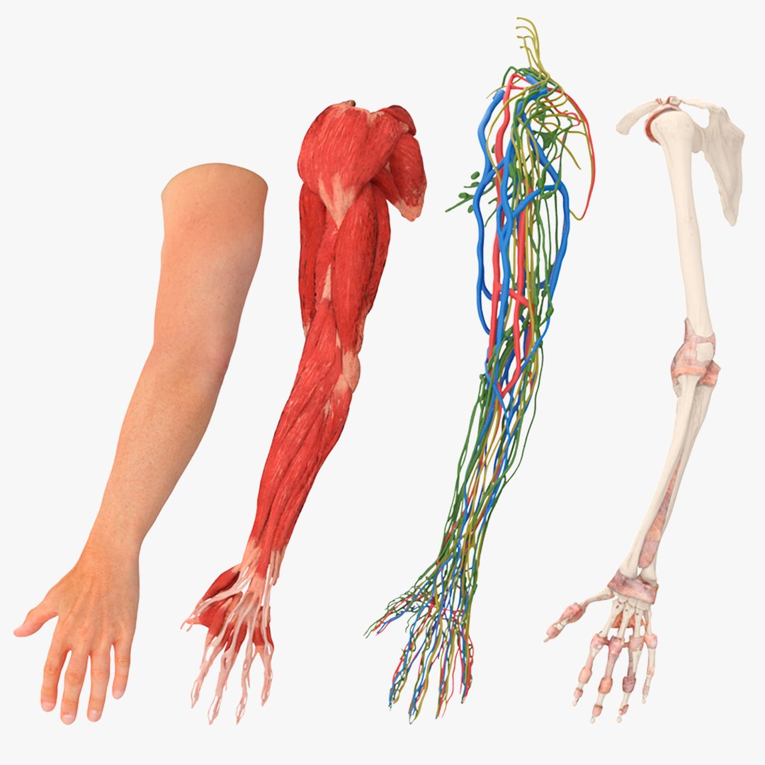 Arm Realistic Male Anatomy 3D model preview