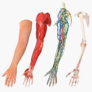 Arm Realistic Male Anatomy