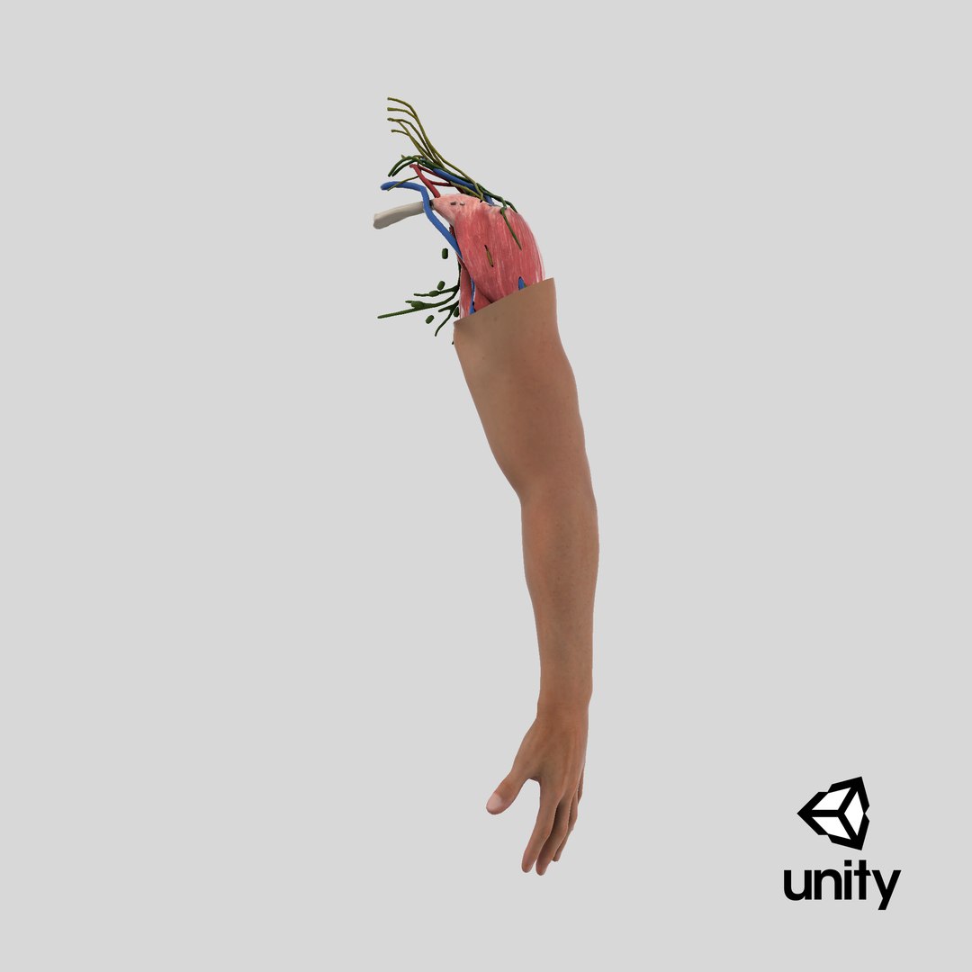 Arm Realistic Male Anatomy 3D https://p.turbosquid.com/ts-thumb/o2/WkX0KY/M3/stemcell_unity_render/png/1722585609/1920x1080/fit_q87/1313d9cef795b8a901825377175529352082d8a6/stemcell_unity_render.jpg