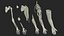 Anatomie masculine réaliste du bras