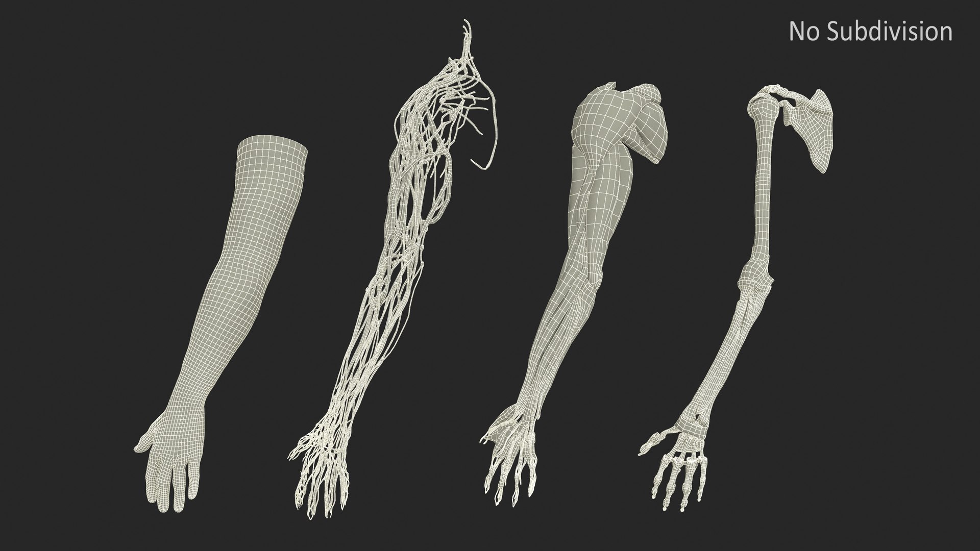 Arm Realistic Male Anatomy 3D https://p.turbosquid.com/ts-thumb/o2/WkX0KY/n5/armrealisticmaleanatomymb3dmodel019/jpg/1703336555/1920x1080/fit_q87/9c61bb850a19c9c8b2eecaee06aa4eee0ad0e25f/armrealisticmaleanatomymb3dmodel019.jpg