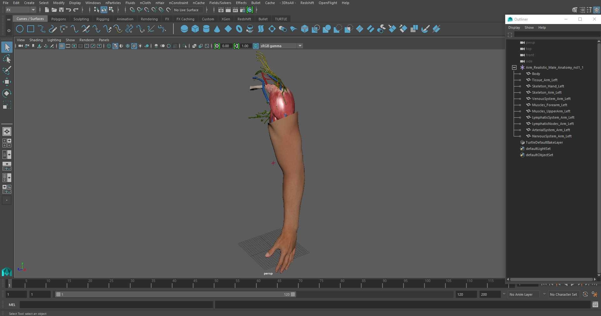 Arm Realistic Male Anatomy 3D https://p.turbosquid.com/ts-thumb/o2/WkX0KY/qG/armrealisticmaleanatomymb3dmodel028/jpg/1703336599/1920x1080/fit_q87/27dc2a8d5aefbcce13e0708706fa56329669d9a2/armrealisticmaleanatomymb3dmodel028.jpg