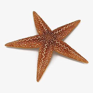 3d model starfish 2