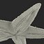 Starfish 2