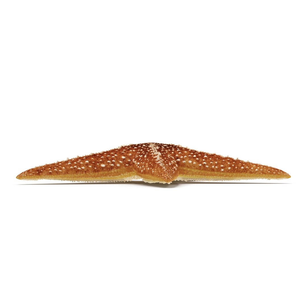 3d model starfish 2 https://p.turbosquid.com/ts-thumb/o2/bHCoVv/BJMNLkJy/starfish3dmodel06/jpg/1458726977/1920x1080/fit_q87/847cd98bc74982f3fdd78c3ad85f8ea43d8f8ece/starfish3dmodel06.jpg