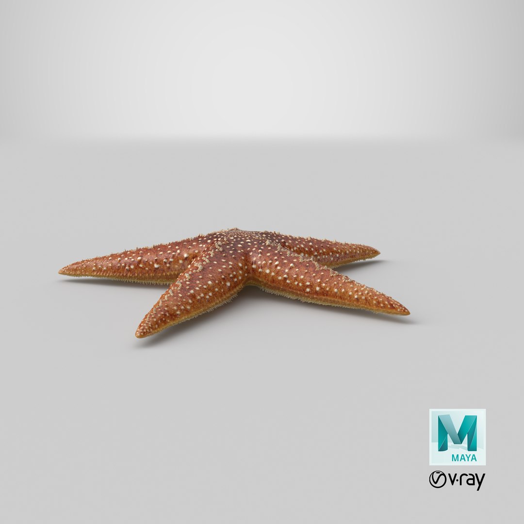 3d model starfish 2 https://p.turbosquid.com/ts-thumb/o2/bHCoVv/DN/stemcell_maya_vray_render/png/1658476554/1920x1080/fit_q87/5a2b8c5229b68ec94a845f232cef044ded884208/stemcell_maya_vray_render.jpg