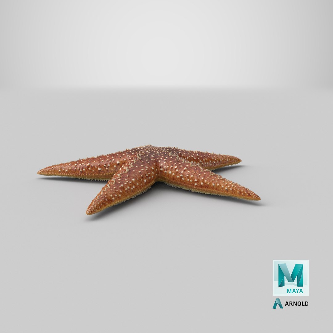 3d model starfish 2 https://p.turbosquid.com/ts-thumb/o2/bHCoVv/S2/stemcell_maya_arnold_render/png/1658476550/1920x1080/fit_q87/20e01465f42bfb3ae99a3cedf1eb70ed192c5f03/stemcell_maya_arnold_render.jpg