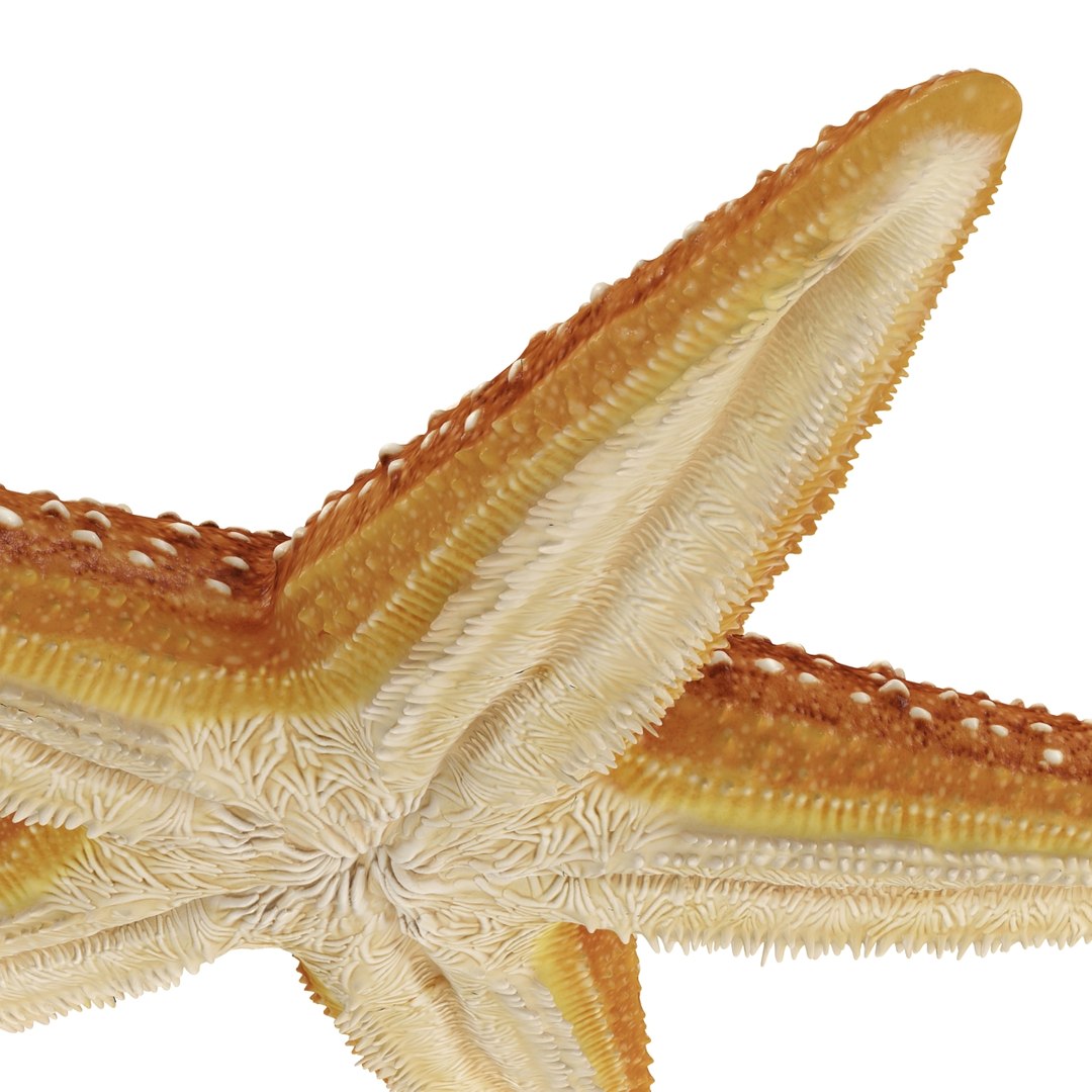 3d model starfish 2 https://p.turbosquid.com/ts-thumb/o2/bHCoVv/TPjwOQW3/starfish3dmodel14/jpg/1458726978/1920x1080/fit_q87/abebc629a57e10fcd26988f6318a7f6525d32654/starfish3dmodel14.jpg