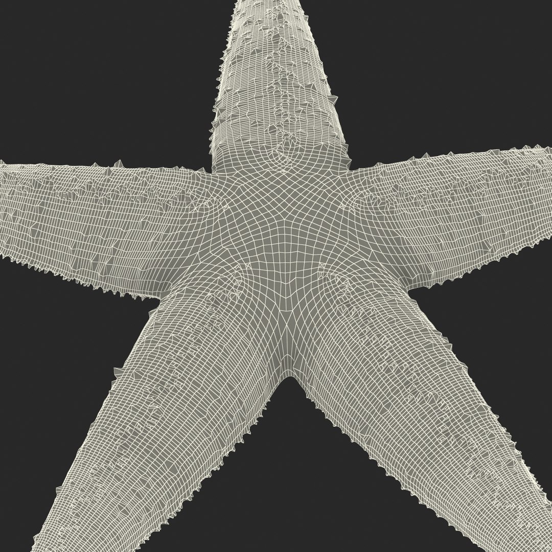 3d model starfish 2 https://p.turbosquid.com/ts-thumb/o2/bHCoVv/TQ3XqwdE/starfish3dmodel22/jpg/1458726979/1920x1080/fit_q87/a517efb62ed1904a77ed9a663d8bf580d3c2d9aa/starfish3dmodel22.jpg