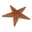 Starfish 2