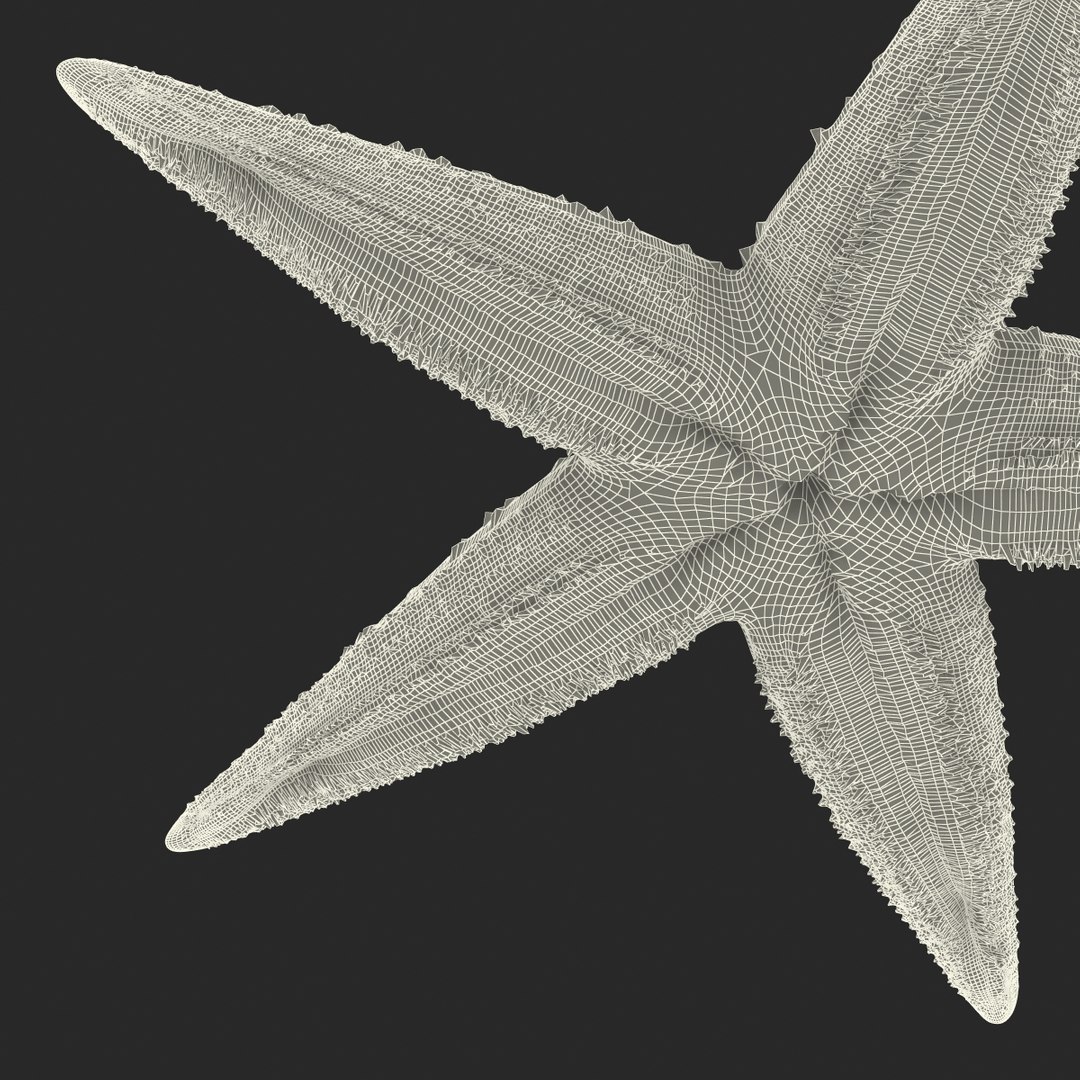 3d model starfish 2 https://p.turbosquid.com/ts-thumb/o2/bHCoVv/iCj9LlzX/starfish3dmodel24/jpg/1458726979/1920x1080/fit_q87/384373f35cb6f996816bafee6ec71325424dd84f/starfish3dmodel24.jpg