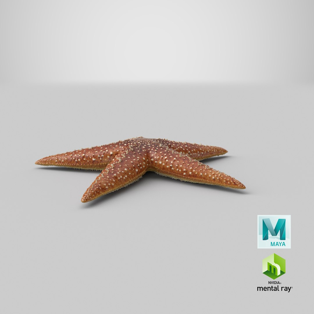 3d model starfish 2 https://p.turbosquid.com/ts-thumb/o2/bHCoVv/kC/stemcell_maya_mental_ray_render/png/1658476552/1920x1080/fit_q87/566cd96961e874e7bfa591b3f6e7b9508ed27092/stemcell_maya_mental_ray_render.jpg