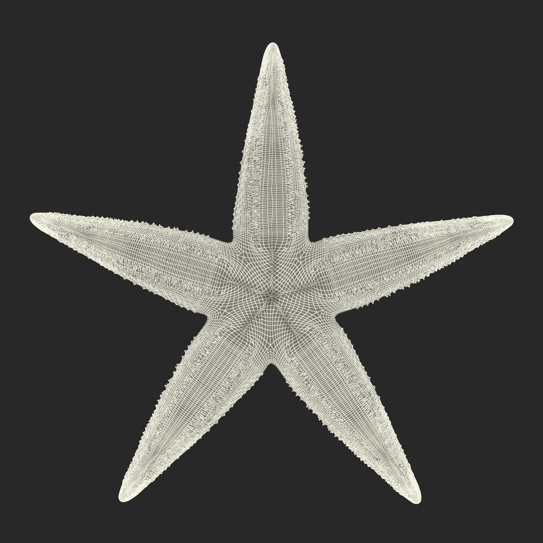 3d model starfish 2 https://p.turbosquid.com/ts-thumb/o2/bHCoVv/kNsGTLCe/starfish3dmodel21/jpg/1458726979/1920x1080/fit_q87/c285f29859abadaf10d4a95dd426ed7fd27abf44/starfish3dmodel21.jpg