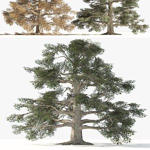 3D Broadleaves Common Beech Trees 3D Model model