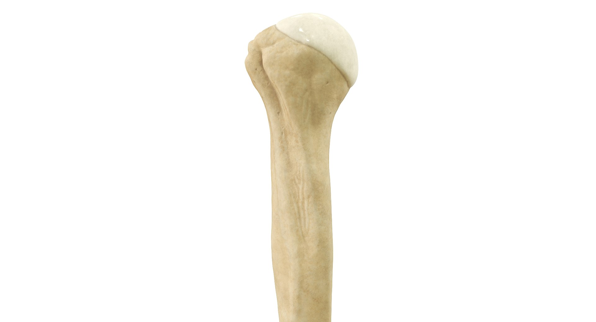 3D Human Humerus Bone PBR https://p.turbosquid.com/ts-thumb/o2/ewy9rf/5x/07b/jpg/1777107668/1920x1080/fit_q87/a5a8b109755921b6ba303f3bded595a0776f8356/07b.jpg