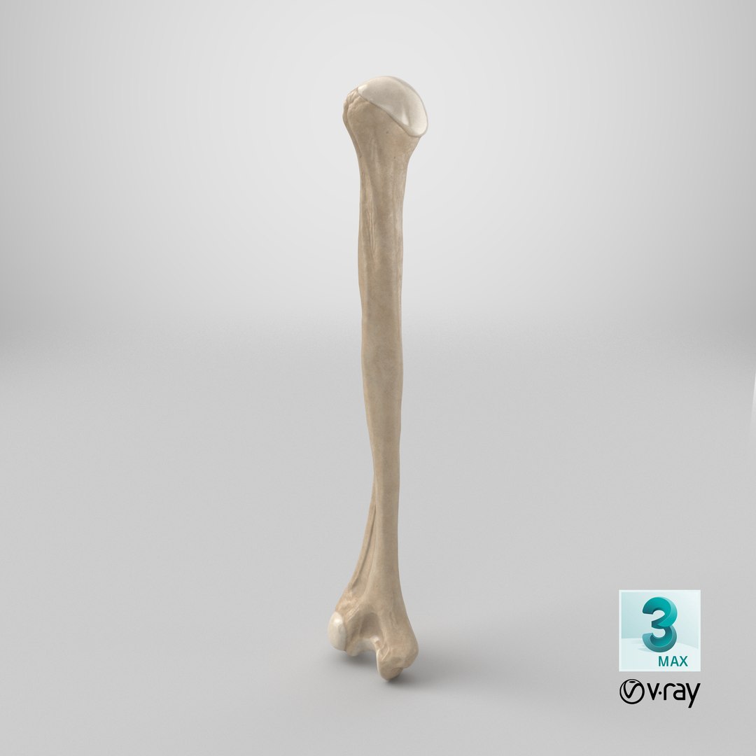 3D Human Humerus Bone PBR https://p.turbosquid.com/ts-thumb/o2/ewy9rf/7y/stemcell_max_vray_render/png/1777639610/1920x1080/fit_q87/649bbdf48264dd6a4d2de7254c971cea8202c666/stemcell_max_vray_render.jpg