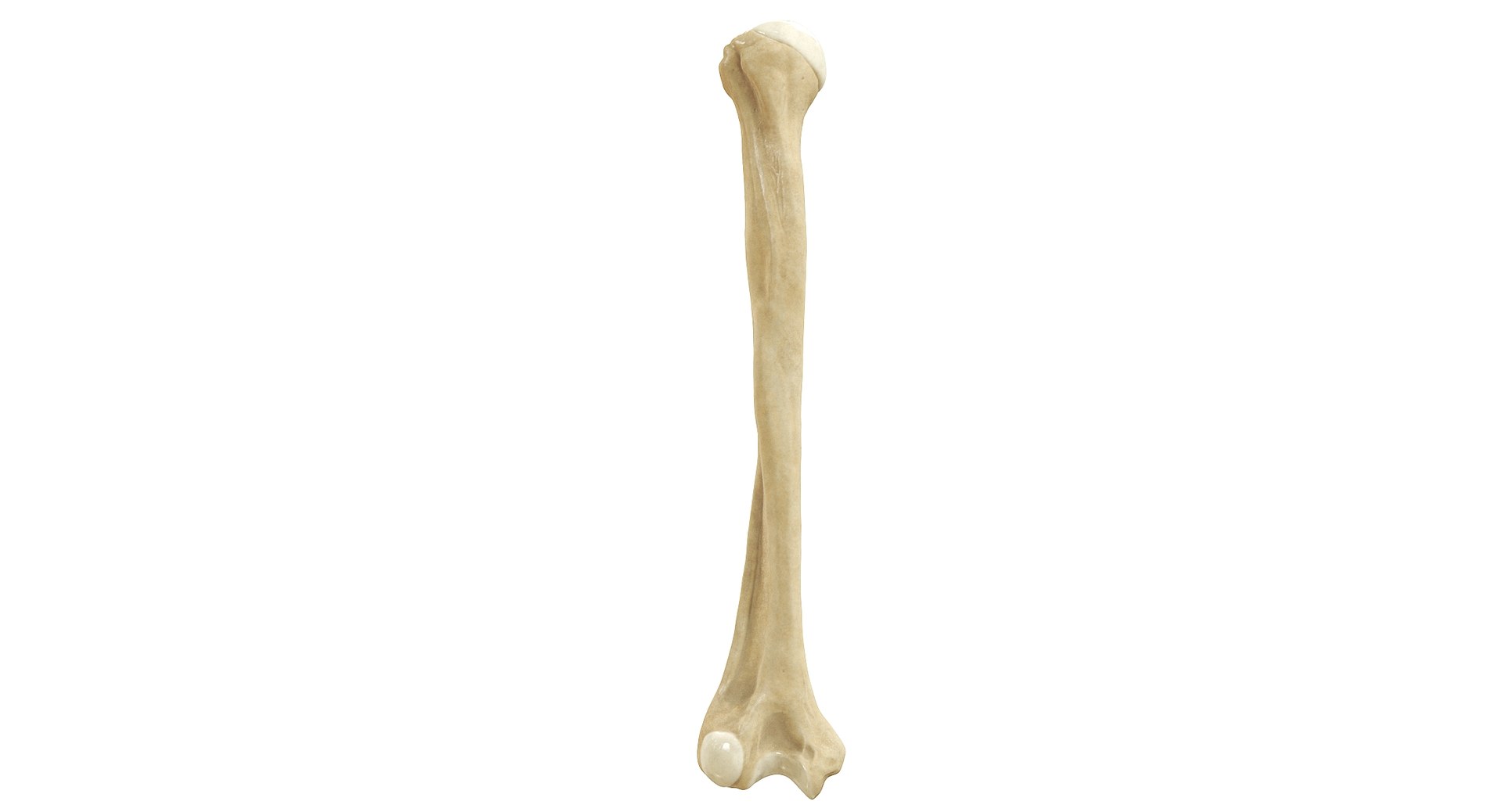 3D Human Humerus Bone PBR https://p.turbosquid.com/ts-thumb/o2/ewy9rf/AQ/01c/jpg/1777107664/1920x1080/fit_q87/1366160069c9298235328eec56b2ff67444c0b05/01c.jpg