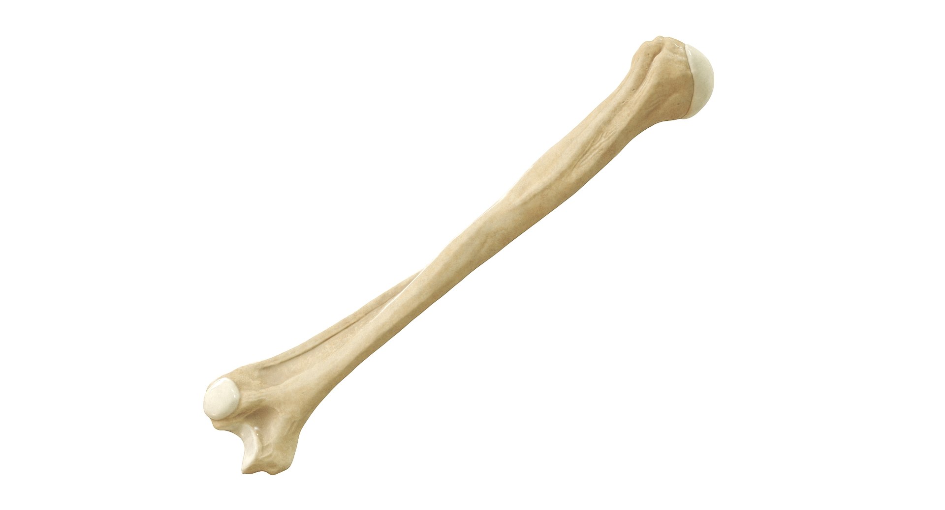 3D Human Humerus Bone PBR https://p.turbosquid.com/ts-thumb/o2/ewy9rf/Dj/01_inclinatob/jpg/1777107663/1920x1080/fit_q87/9eb560cf2b9b2adf643d6af27ef14b563d7262cf/01_inclinatob.jpg