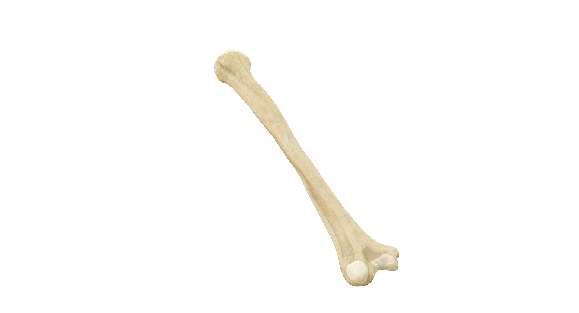 3D Human Humerus Bone PBR https://p.turbosquid.com/ts-thumb/o2/ewy9rf/H6/omero/jpg/1777108366/1920x1080/turn_fit_q99/bd4ca2d9b0ae3110af8c510c82ee99494a8323d7/omero-1.jpg