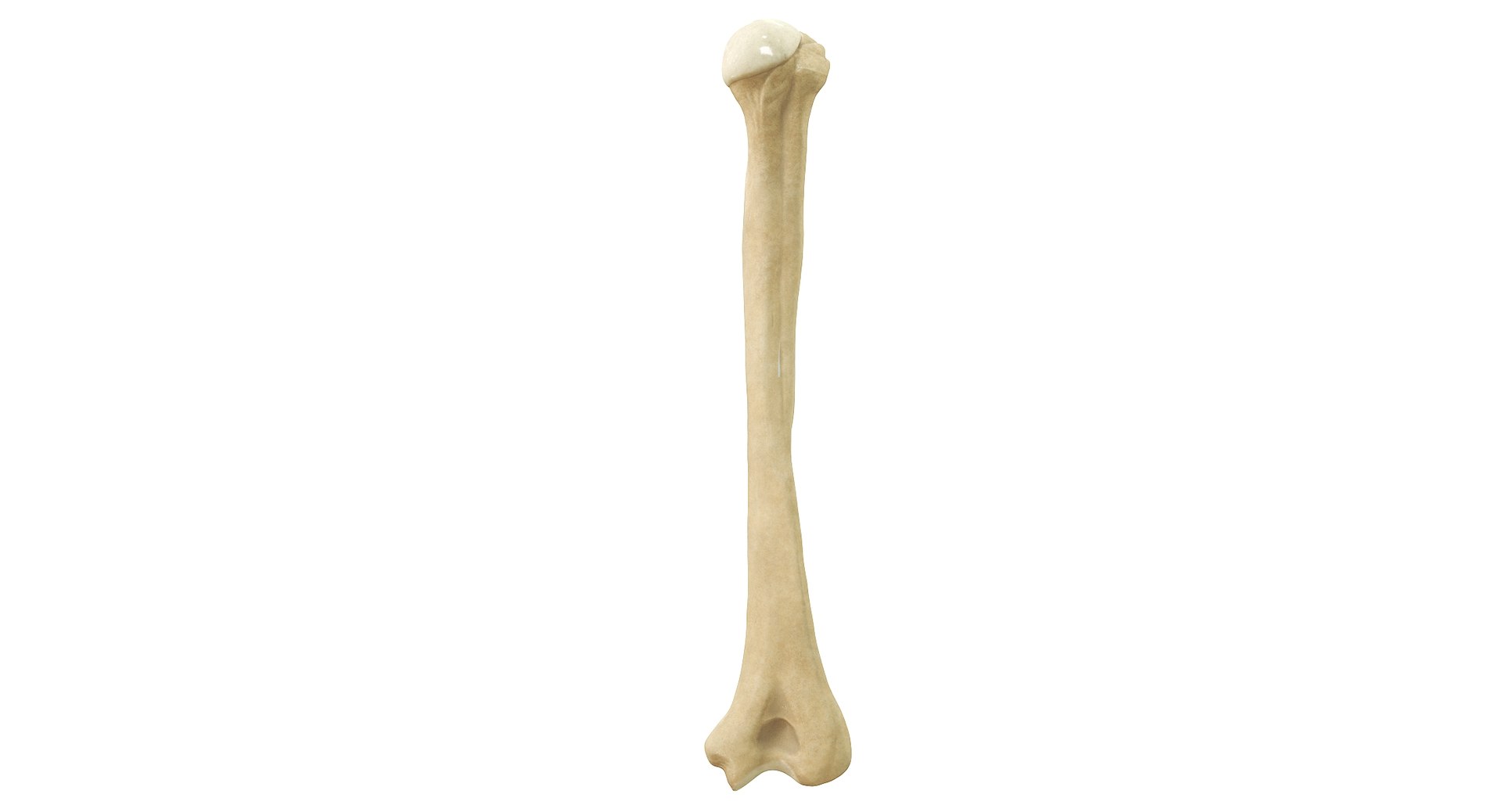 3D Human Humerus Bone PBR https://p.turbosquid.com/ts-thumb/o2/ewy9rf/MG/01backb/jpg/1777107656/1920x1080/fit_q87/cf7423fab30f481003e8703e9d8ec6a9a03efc0c/01backb.jpg