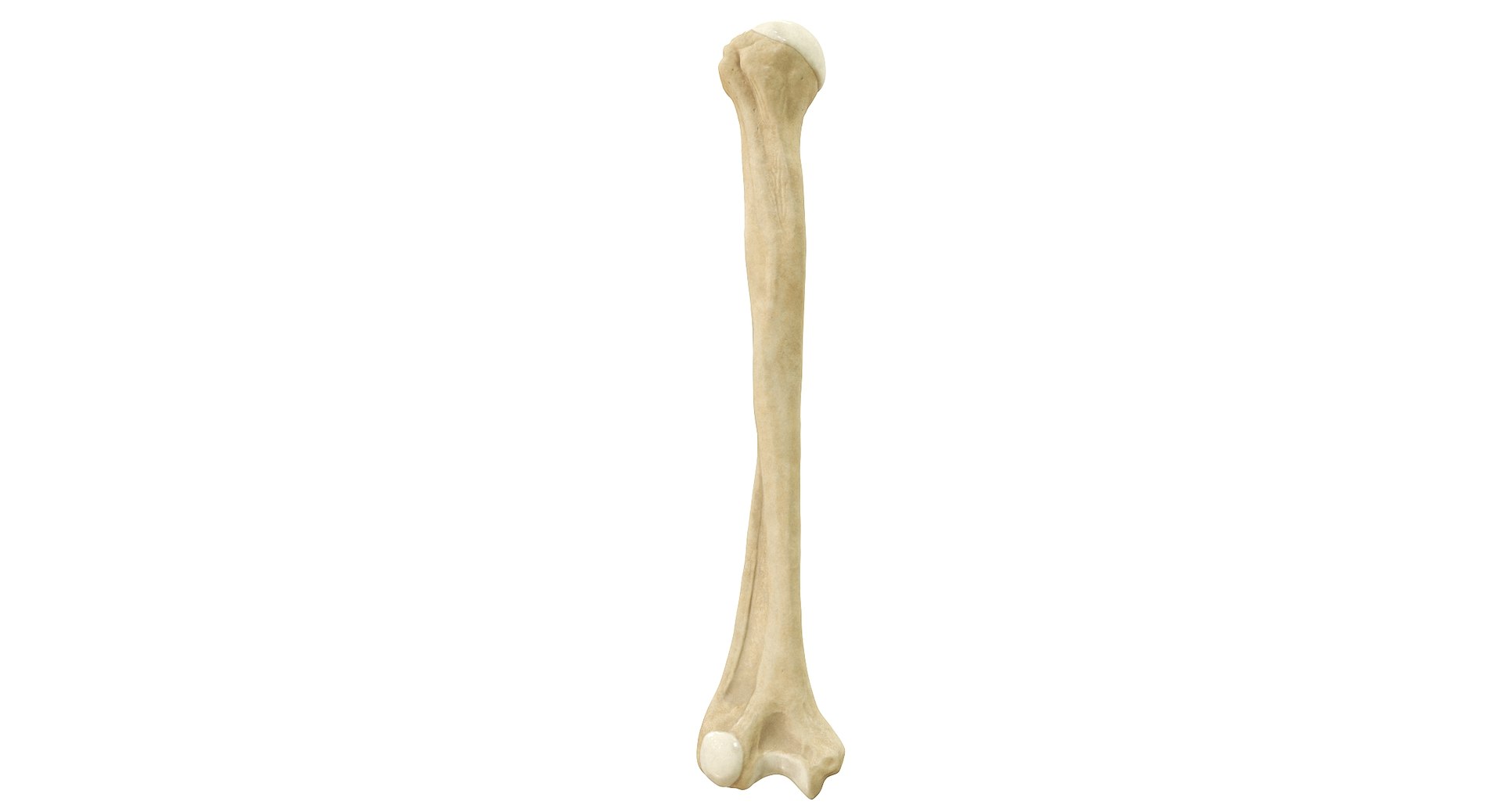 3D Human Humerus Bone PBR https://p.turbosquid.com/ts-thumb/o2/ewy9rf/Mb/01_c/jpg/1777107660/1920x1080/fit_q87/d5f9e337736b1b5976a5cf06fbbc1aefd42f59f1/01_c.jpg