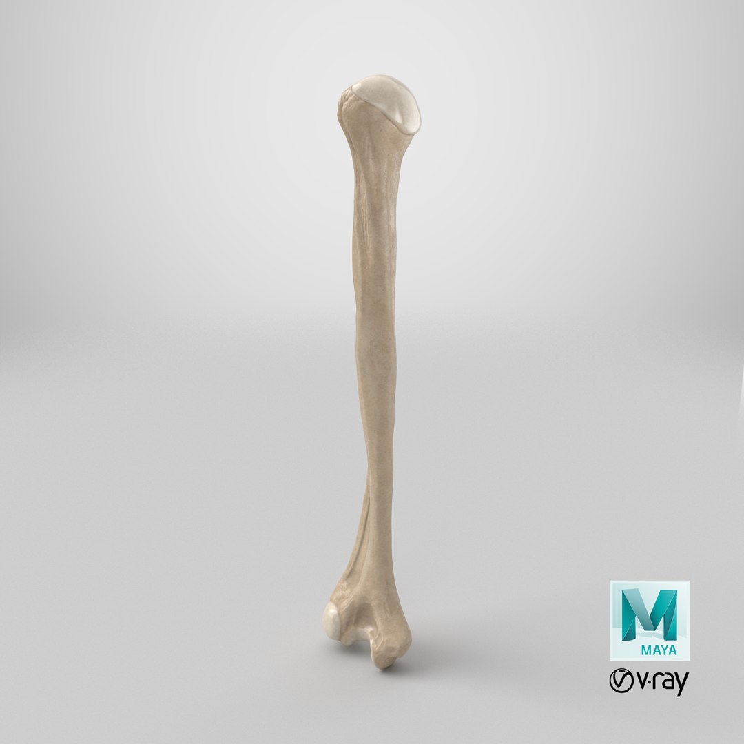 3D Human Humerus Bone PBR https://p.turbosquid.com/ts-thumb/o2/ewy9rf/Pz/stemcell_maya_vray_render/png/1777639605/1920x1080/fit_q87/d1ec22b7a386d0796fe197598e4d401b9b195646/stemcell_maya_vray_render.jpg