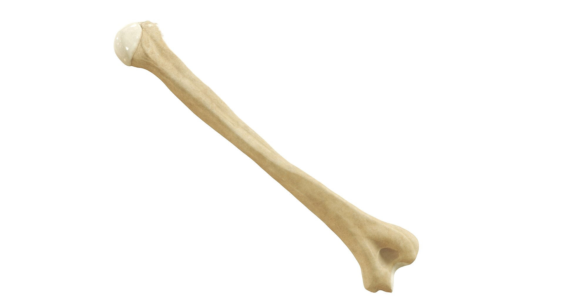 3D Human Humerus Bone PBR https://p.turbosquid.com/ts-thumb/o2/ewy9rf/TD/01_inclinatobackb/jpg/1777107662/1920x1080/fit_q87/fe8de5abb1bfd38da3cdb9821f90057a5c4f04fc/01_inclinatobackb.jpg