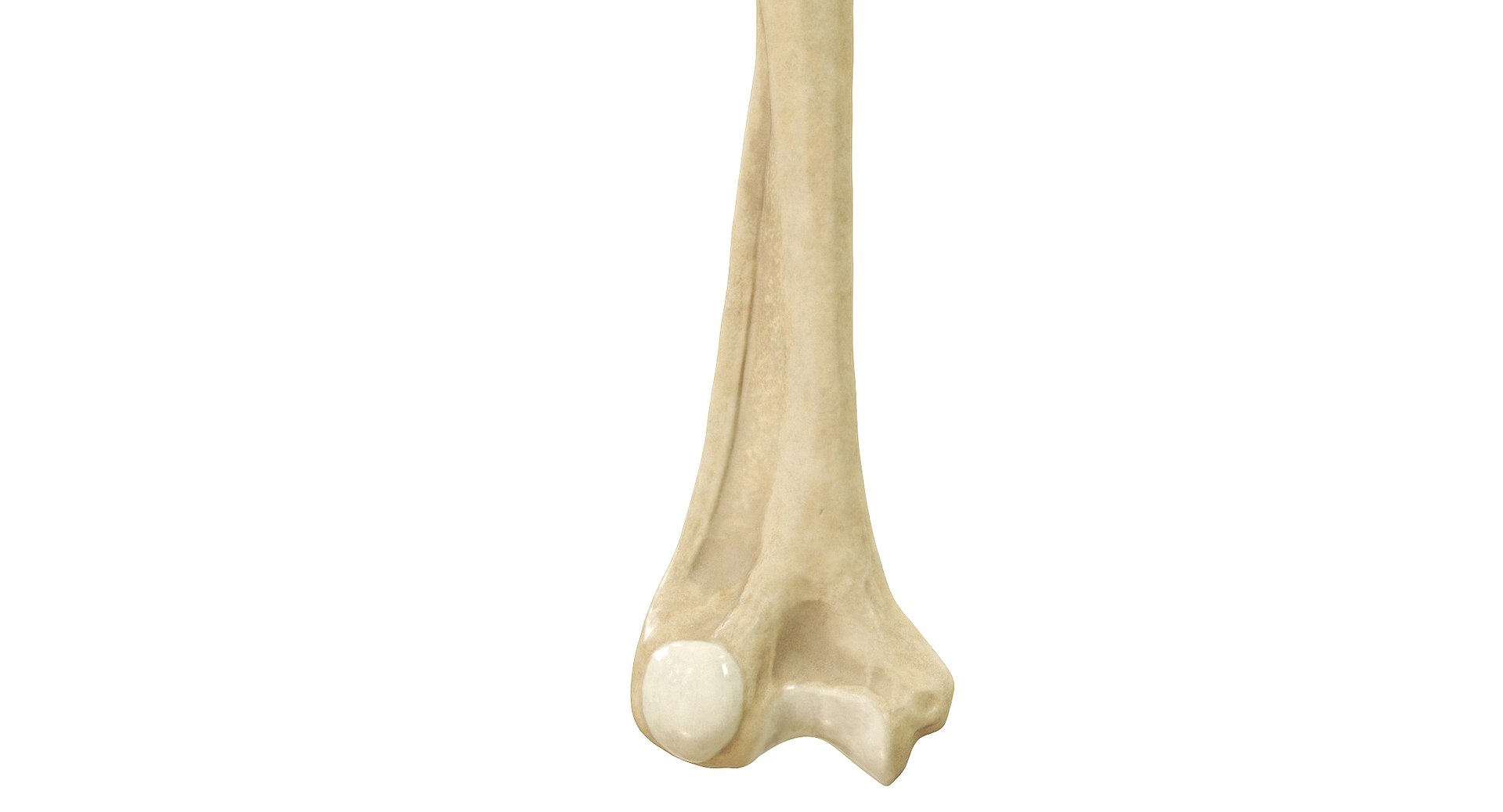 3D Human Humerus Bone PBR https://p.turbosquid.com/ts-thumb/o2/ewy9rf/id/06c/jpg/1777107669/1920x1080/fit_q87/0aa21678b4da067fc81310c3200251468e20860f/06c.jpg