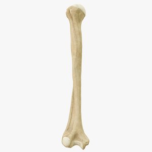 Human Humerus Bone PBR