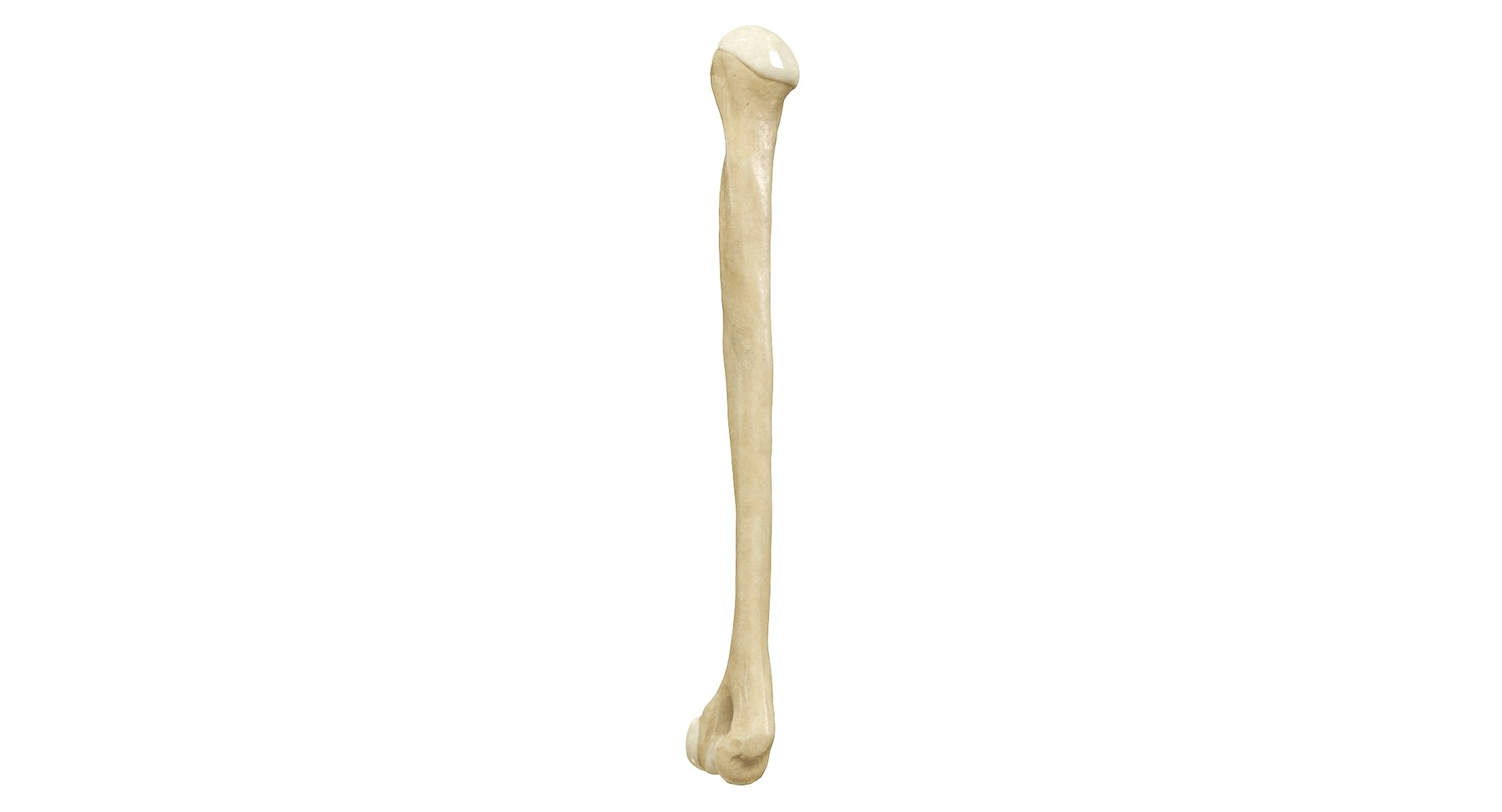 3D Human Humerus Bone PBR https://p.turbosquid.com/ts-thumb/o2/ewy9rf/lU/05b/jpg/1777107667/1920x1080/fit_q87/b1429018e8980922606af40ef276a516cc4eae29/05b.jpg