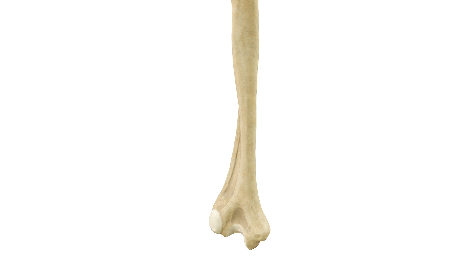 3D Human Humerus Bone PBR https://p.turbosquid.com/ts-thumb/o2/ewy9rf/xJ/09b/jpg/1777107669/1920x1080/fit_q87/3a6b904d9313f6f3983532f5213c0bb653f8b272/09b.jpg