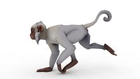 Monkey