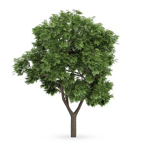 3d model sycamore maple tree acer
