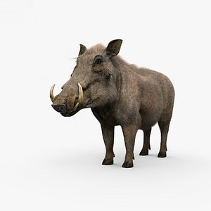 3D warthog hog