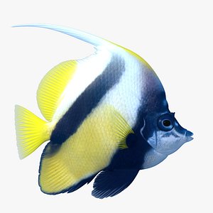 Bannerfish