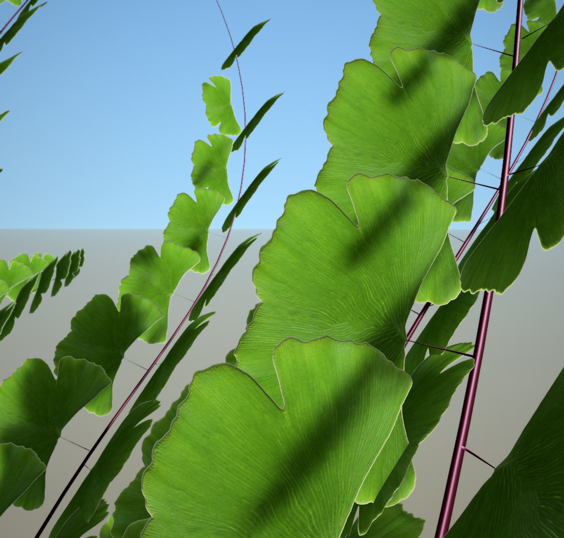 Fern Model - TurboSquid 1573320