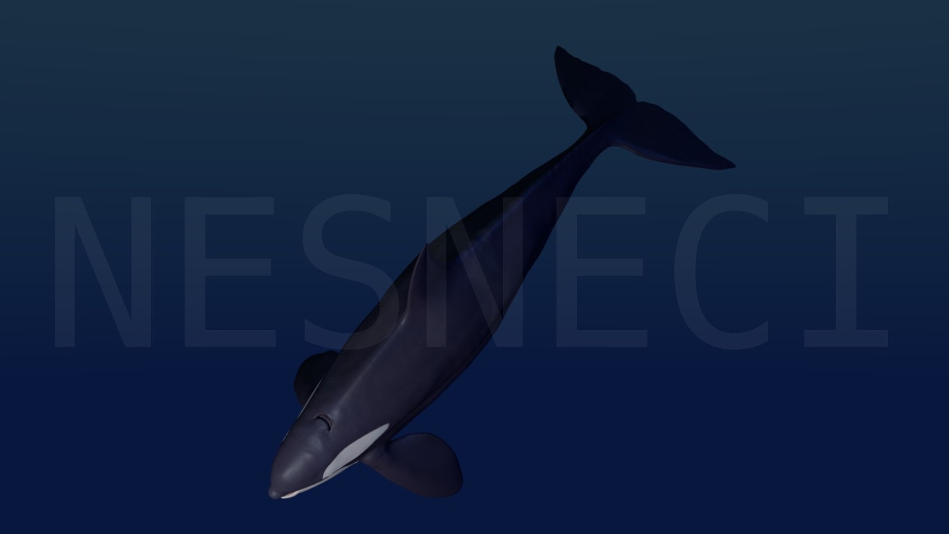 Professionally Killer Whale Orca 3d Model