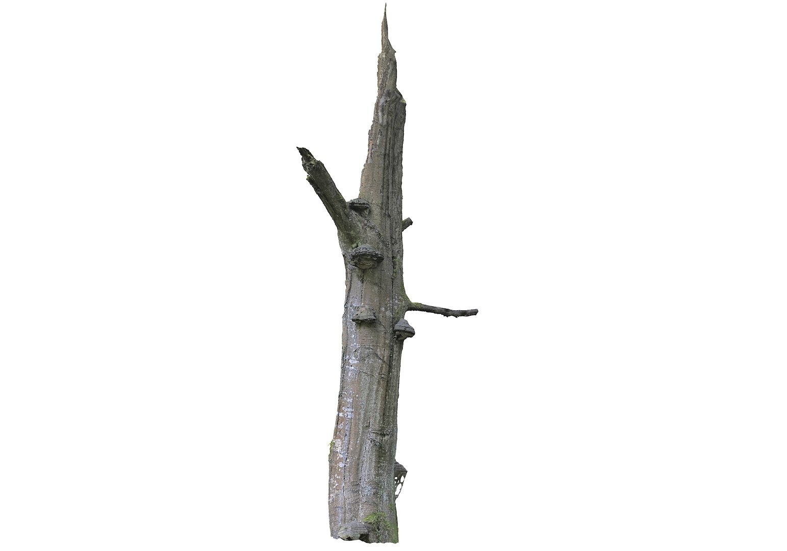 3D forest asset hd model https://p.turbosquid.com/ts-thumb/o3/thvAwP/5DyRru32/9900/jpg/1603905169/1920x1080/fit_q87/38231d13fbe0cdd8479b510ce989a888bb9c7fab/9900.jpg