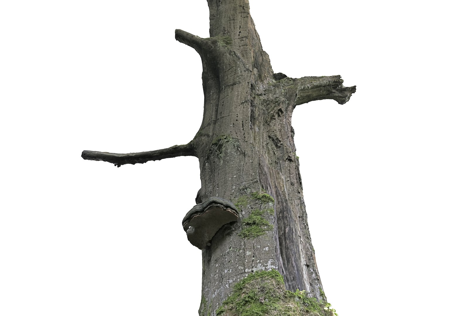 3D forest asset hd model https://p.turbosquid.com/ts-thumb/o3/thvAwP/N72OtPTs/8900777/jpg/1603905170/1920x1080/fit_q87/84bf2c9051ca6139e888c4fdc788f1beabc76300/8900777.jpg