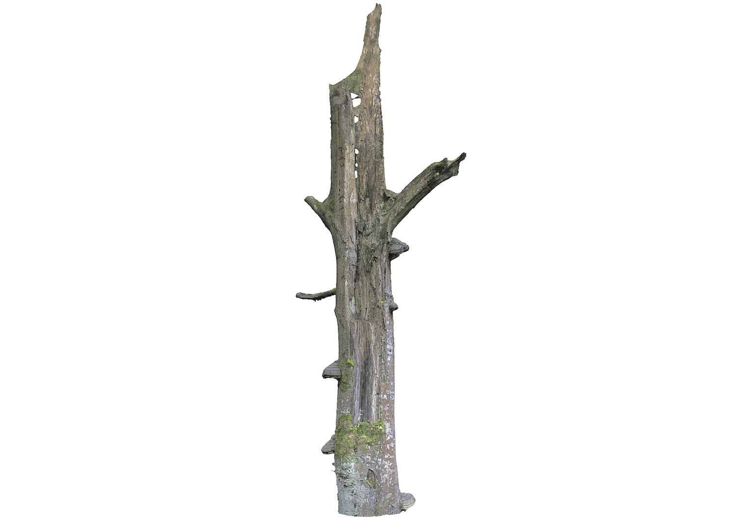 3D forest asset hd model https://p.turbosquid.com/ts-thumb/o3/thvAwP/WpIxa2uD/89000/jpg/1603905170/1920x1080/fit_q87/4eacb7ee148e822e1920d69ee2669a25241cdf9b/89000.jpg